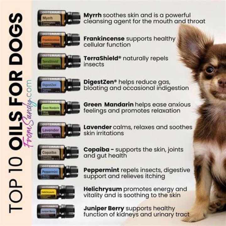 Which aromatherapy oils are bad for dogs?
