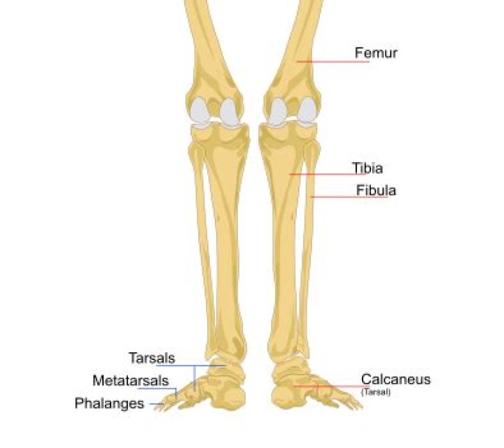 Which part of the leg does the tibia form?