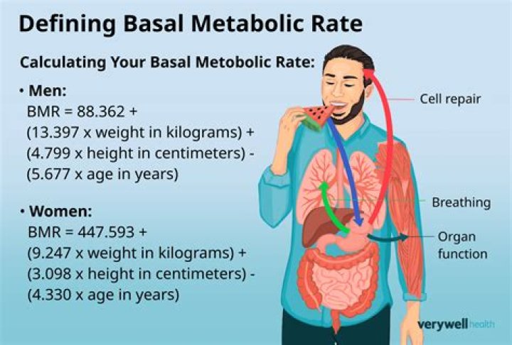 Who basal metabolic rate definition?