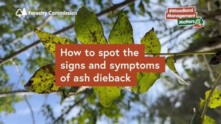 Who do you report ash dieback to?