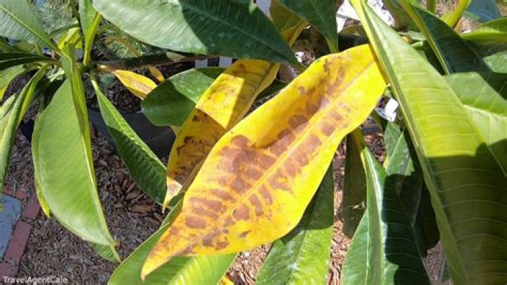 Why frangipani leaves turn yellow?