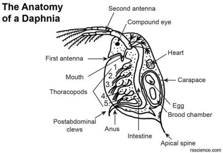 Why is daphnia a model organism?