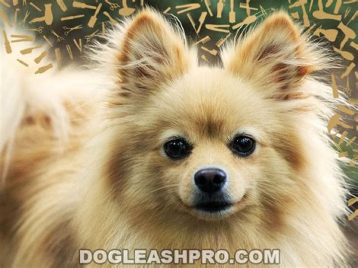 Why is pomeranian shedding?