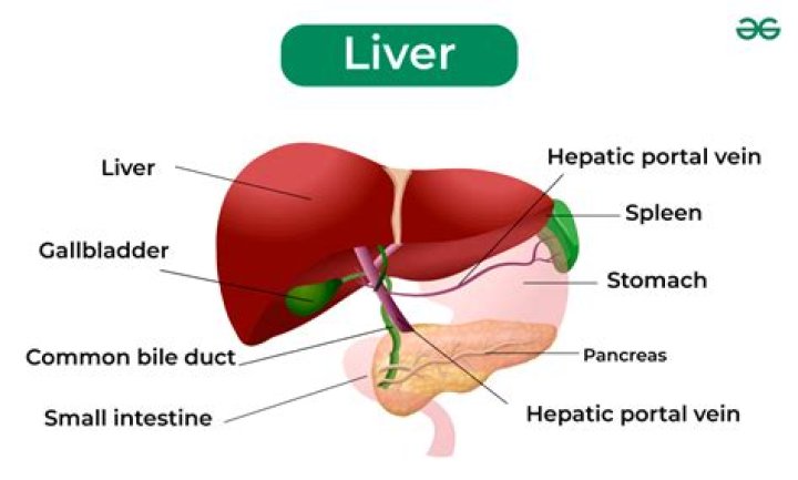 Why is the liver an organ?