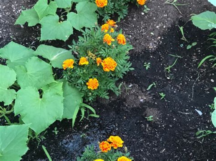 Will marigolds keep pests away?