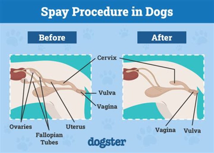 Will spayed hurt my dog?