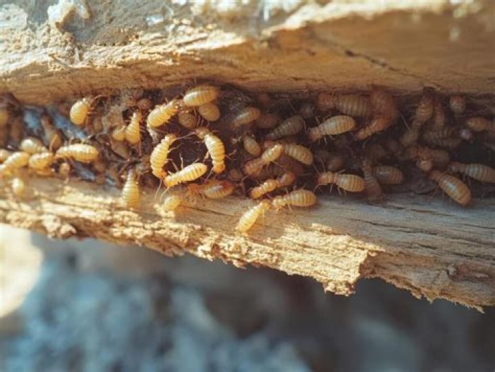 Will termites go away on their own?